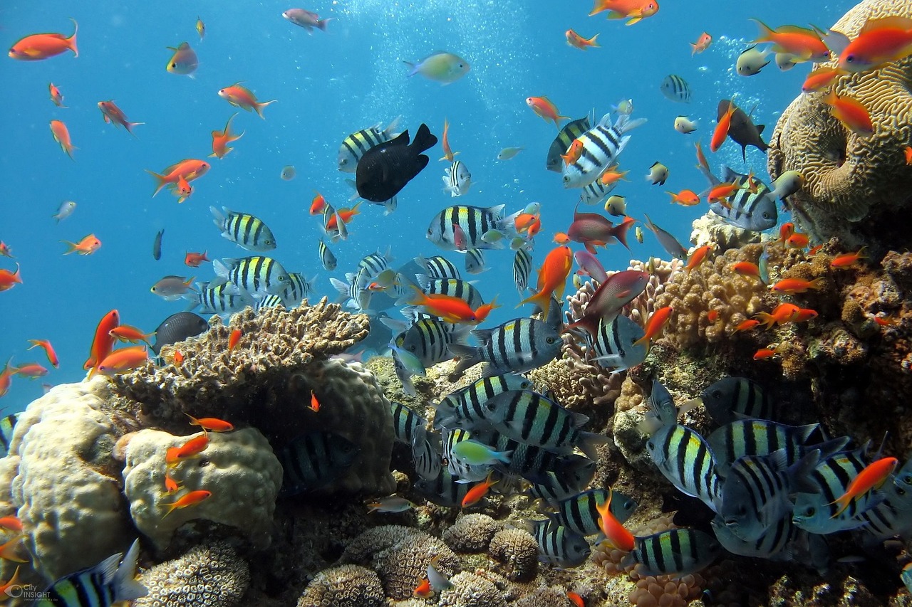 Goldfish in the coral reefs